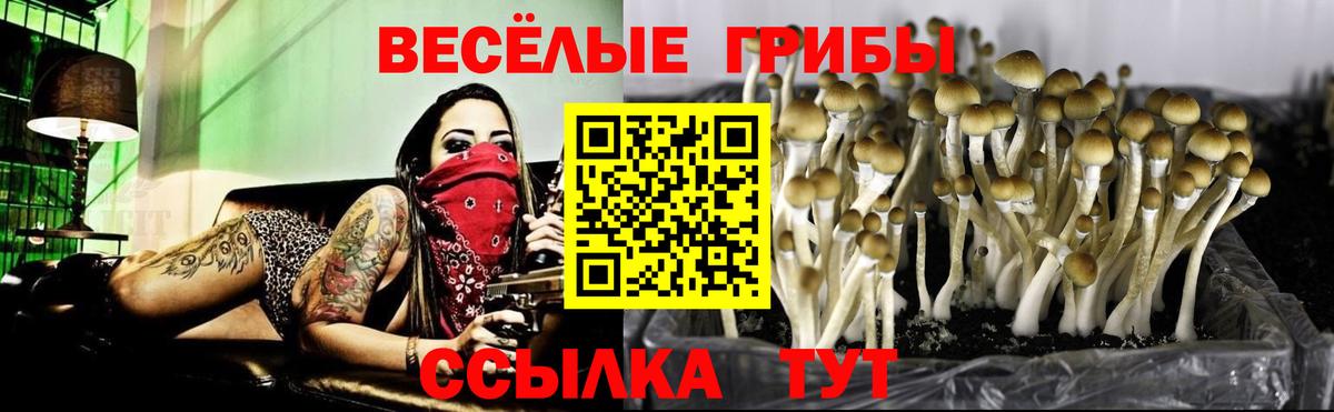 Псилоцибиновые грибы GOLDEN TEACHER  Вход с VPN  Галлюциногенные грибы MAGIC MUSHROOMS  Черкесск 